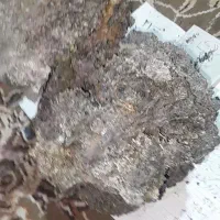 کیلیا هوشلنگ امسالی