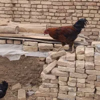 مرغ تخم کن|حیوانات مزرعه|لاران, |دیوار