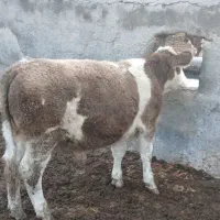 گوساله سیمینتال