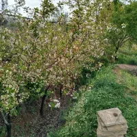 فروش باغ انگور و میوه ۲/۹۵۰متری بعد دهکده پارس