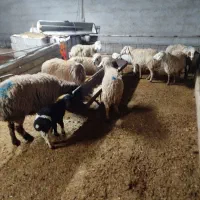 میش فروشی|حیوانات مزرعه|خوسف, |دیوار