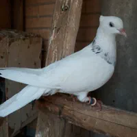 طوق الماسی ماده