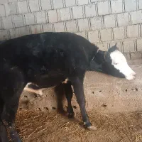 گاو نر ۱ساله
