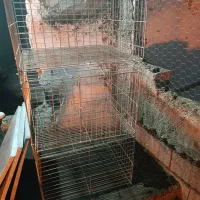 قفس پرنده|لوازم جانبی حیوانات|آستانه اشرفیه, |دیوار