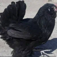 حراج مرغ مرندی اصیل و جوجه مرغ مرندی