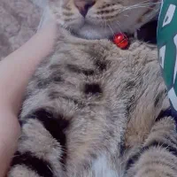 گربه|گربه|قرچک, باقرآباد|دیوار