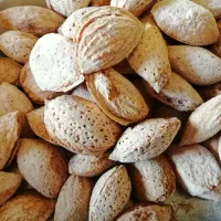 اجاره باغ بادام