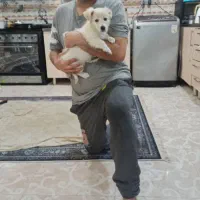 توله ۳ماهه شیتزوکراس