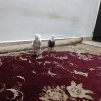 فروش طوقی ۲نر