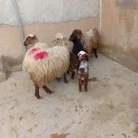 چهار عدد میش بره دارهمه شیک دوندون