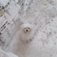 سگ نژاد دار