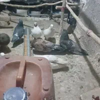 کفتر|پرنده|نهاوند, |دیوار