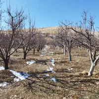 فروش باغ ثمری، سپیدان، گردشگری رودشیر زارع|فروش دفتر صنعتی، کشاورزی، تجاری|شیراز, شهرک بزین|دیوار