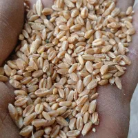 گندم ابی|حراج|زنده رود, |دیوار