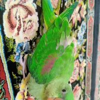 شاه طوطی