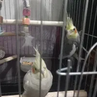 عروس هلندی جفت سرحال جوان