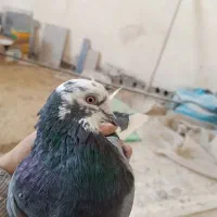 کفتر یا کبوتر|پرنده|قلعه نو, |دیوار