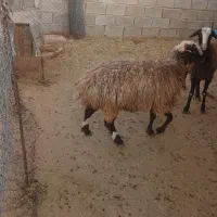 دوعدد میش ابستن