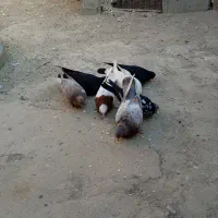 کبوتر|پرنده|فیروزآباد (آذربایجان), |دیوار