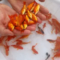 ماهی قرمز شب عید|ماهی|صومعه‌سرا, |دیوار