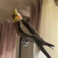 عروس هلندی گم شده