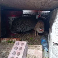 مرغ شاخ دار