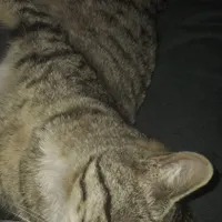 بچه گربه
