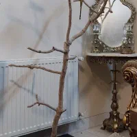 درختچه طوطی چوب پسته