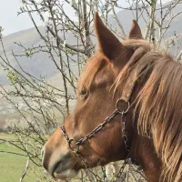 مادیان عرب مصری چند نشون سفید خوشگل اسب|اسب و تجهیزات اسب‌سواری|تهران, طرشت|دیوار