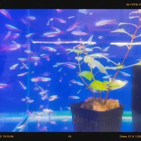 انواع تتراها و ماهیان پلنت با قیمت ویژه گرید بالا|ماهی|مشهد, فاطمیه|دیوار