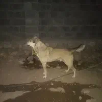 سگ سرابی نگهبان