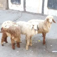 بره|حیوانات مزرعه|اهواز, زوویه ۲|دیوار
