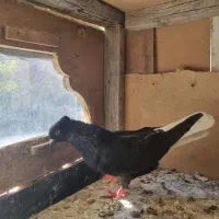 کبوتر رنگه|پرنده|تربت جام, شاد|دیوار