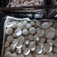 قار چ۱۰ تومن زیر تابلو بصورت عمده