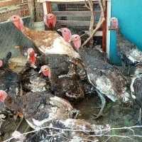 بوقلمون بالغ  برنز انگلیسی تخم گذار