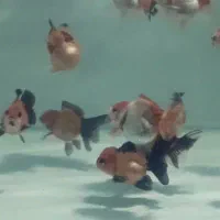 گلدفیش پاندا وارداتی