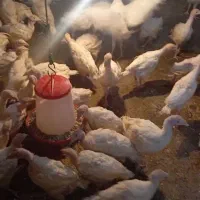 جوجه بوقلمون بیوتی6امریکایی