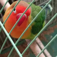 طوطی کوتوله برزیلی