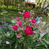 گل رز یک ساله و دو ساله گلدانی قیمت مناسب