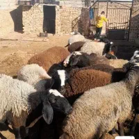 ۱۰رس میش شیشک|حیوانات مزرعه|اسفرورین, |دیوار