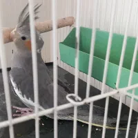 عروس ماده هشت ماهه تازه بالغ