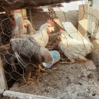 خروس|حیوانات مزرعه|برخوار, |دیوار