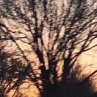 غاز  بزرگ|حیوانات مزرعه|کرمان, |دیوار