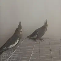 عروس هلندی طوسی