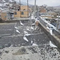 فروش ‌کبوتر طوقی