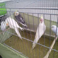 فروش جوجه عروس هلندی های خانگی|پرنده|حاجی آباد, |دیوار