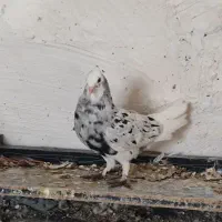 کبوتر رنگی    عقیلی|پرنده|گتوند, |دیوار