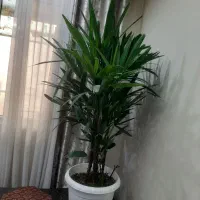 گل اپاتمانی مقاوم