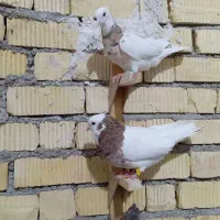 کبوتر|پرنده|رحمتآباد, |دیوار