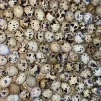 تخم بلدرچین نطفه دار